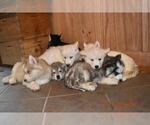 Small Photo #22 Siberian Husky Puppy For Sale in DINWIDDIE, VA, USA