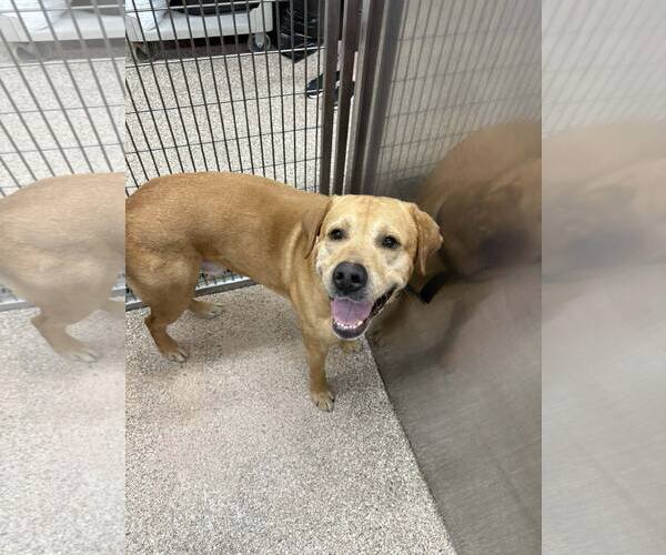 Medium Photo #2 Mutt Puppy For Sale in Martinsburg, WV, USA