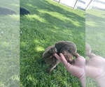 Small Photo #16 Labrador Retriever Puppy For Sale in IDAHO FALLS, ID, USA