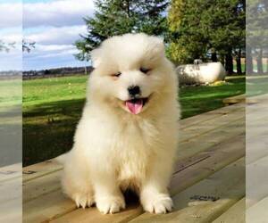 Samoyed Puppy for sale in THORP, WI, USA