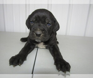Cane Corso Puppy for sale in KALAMAZOO, MI, USA