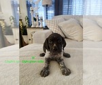 Small #2 German Shorthaired Pointer