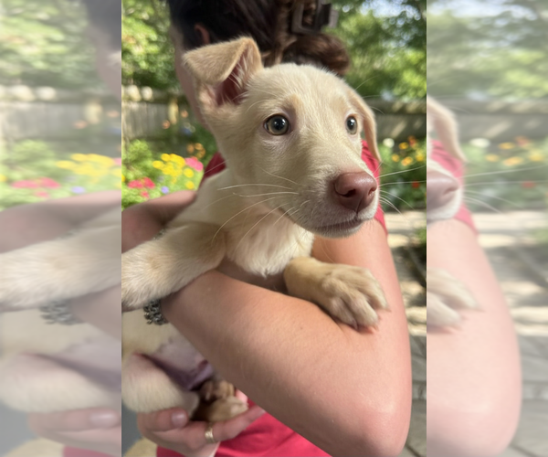 Medium Photo #1 Mutt Puppy For Sale in Elmsford, NY, USA