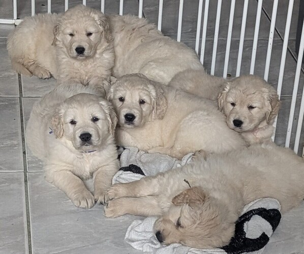 Medium Photo #1 Golden Retriever Puppy For Sale in MODESTO, CA, USA