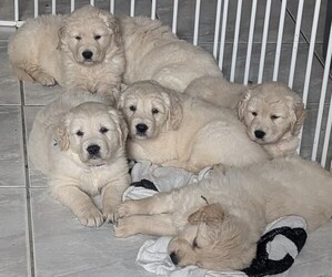Golden Retriever Litter for sale in MODESTO, CA, USA