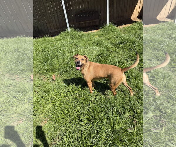 Medium Photo #1 Mutt Puppy For Sale in Jackson, MS, USA