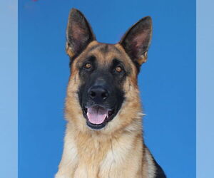 German Shepherd Dog Dogs for adoption in Pasadena, CA, USA