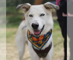 Siberian Husky-Unknown Mix Dogs for adoption in San Antonio, TX, USA