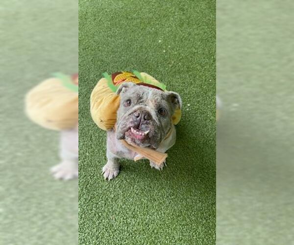 Medium Photo #1 Bulldog Puppy For Sale in San Martin, CA, USA
