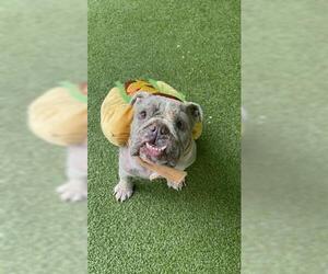 Bulldog Dogs for adoption in San Martin, CA, USA