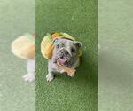 CHATO - Male Bulldog Dog for Adoption - Small photo