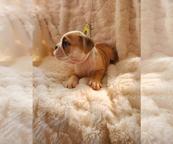 Medium Photo #21 English Bulldog Puppy For Sale in ALBUQUERQUE, NM, USA