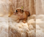 Small Photo #21 English Bulldog Puppy For Sale in ALBUQUERQUE, NM, USA