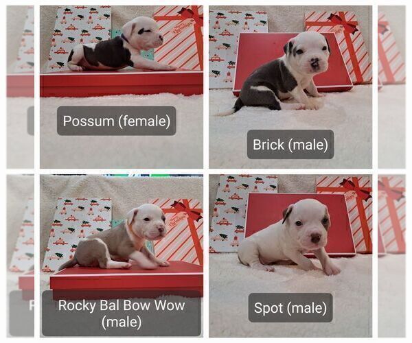 Medium Photo #2 American Bully Puppy For Sale in SHINGLE SPRINGS, CA, USA