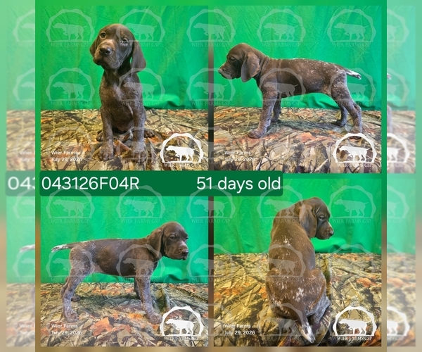 Medium Photo #11 German Shorthaired Pointer Puppy For Sale in MOYIE SPRINGS, ID, USA