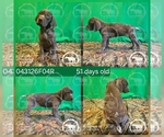 Puppy Girl 043126F04R German Shorthaired Pointer