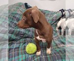 Small Photo #6 Doberman Pinscher Puppy For Sale in Chico, CA, USA