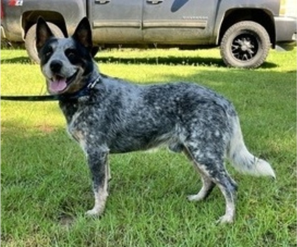 Medium Photo #1 Australian Cattle Dog Puppy For Sale in CENTRAL, SC, USA