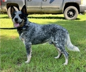 Father of the Australian Cattle Dog puppies born on 06/04/2025