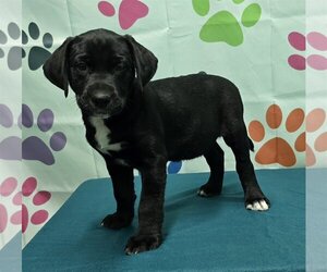Labrador Retriever-Unknown Mix Dogs for adoption in Wetumpka, AL, USA