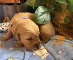 Puppy Puppy 5 Purple Golden Retriever