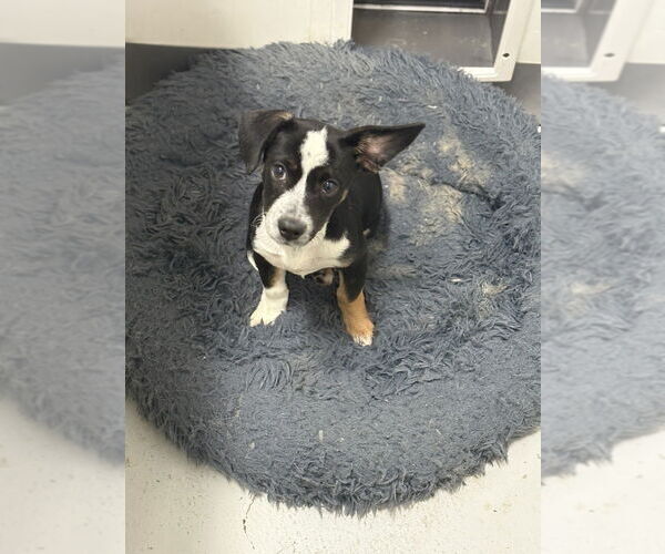 Medium Photo #2 Border Collie-Unknown Mix Puppy For Sale in Studio City, CA, USA