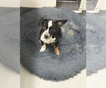 Small #1 Border Collie Mix