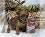 Puppy 4 YorkiePoo