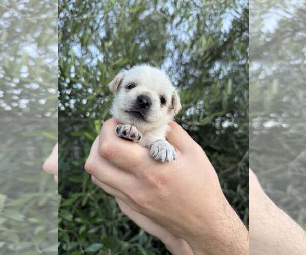 Medium Photo #6 Maltese-Unknown Mix Puppy For Sale in Corona, CA, USA