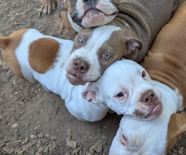Medium Photo #6 Olde English Bulldogge Puppy For Sale in AUSTIN, TX, USA