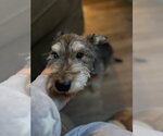 Small #3 Mutt