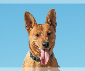 Mutt Dogs for adoption in San Andreas, CA, USA