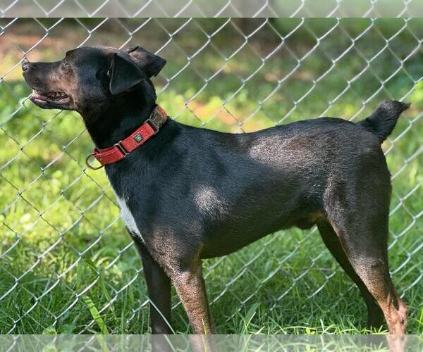 Medium Photo #5 Labrador Retriever-Unknown Mix Puppy For Sale in Forest, VA, USA