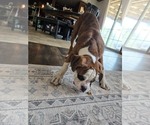 Small #6 Boxer
