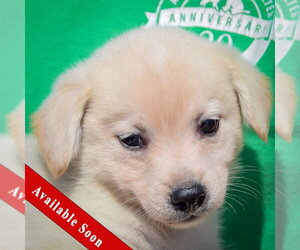 Chihuahua-Unknown Mix Dogs for adoption in Huntley, IL, USA