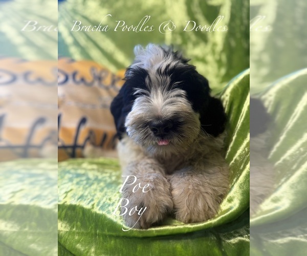 Medium Photo #3 Golden Mountain Doodle  Puppy For Sale in SAINT CLOUD, MN, USA