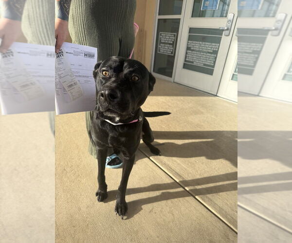 Medium Photo #3 Labrador Retriever Puppy For Sale in FRAMINGHAM, MA, USA