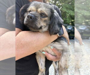 Shih Tzu-Unknown Mix Dogs for adoption in Holly Springs, NC, USA