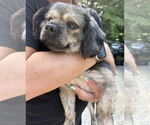 Small Shih Tzu Mix