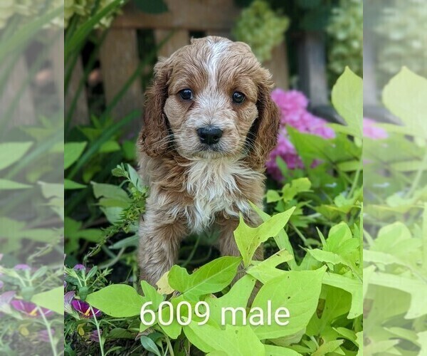 Medium Photo #1 Cavalier King Charles Spaniel-Poodle (Toy) Mix Puppy For Sale in CLARE, IL, USA
