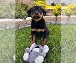 Small Photo #2 Rottweiler Puppy For Sale in INDIANAPOLIS, IN, USA