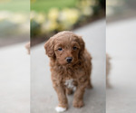 Puppy Louie Goldendoodle (Miniature)