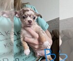 Puppy Puppy 2 Chihuahua