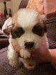 Small Photo #2 Newfoundland Puppy For Sale in ALSEN, SD, USA