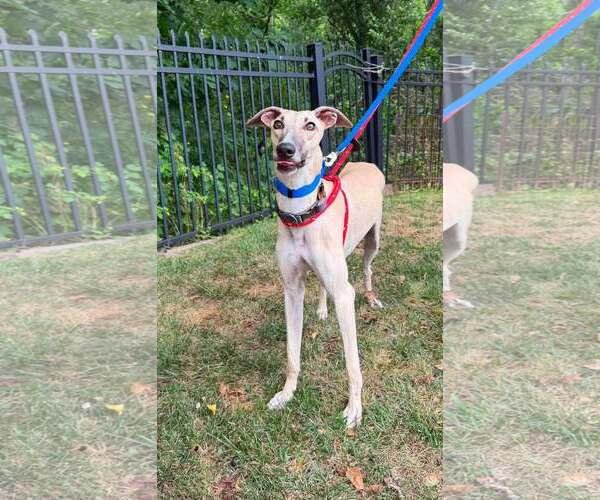 Medium Photo #2 Whippet Puppy For Sale in Cherry Hill, NJ, USA