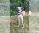 Small #1 Whippet