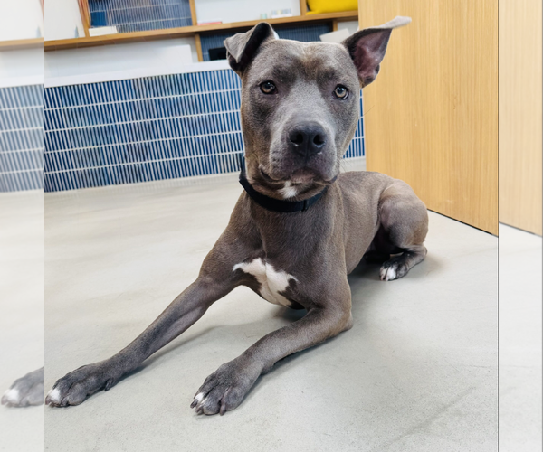 Medium Photo #3 American Pit Bull Terrier-Unknown Mix Puppy For Sale in Marina Del Rey, CA, USA