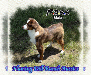 Miniature Australian Shepherd Puppy for sale in FORESTBURG, TX, USA