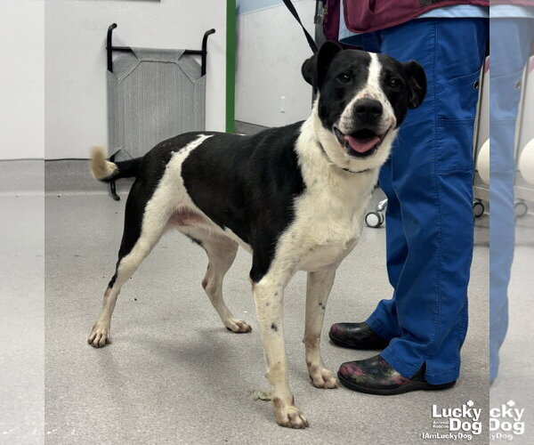 Medium Photo #2 Pointer-Unknown Mix Puppy For Sale in Washington, DC, USA