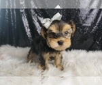 Small #4 Morkie